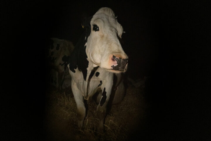 IFFMH 2021: Claire Simon’s I Want to Talk About Duras and Andrea Arnold’s Cow