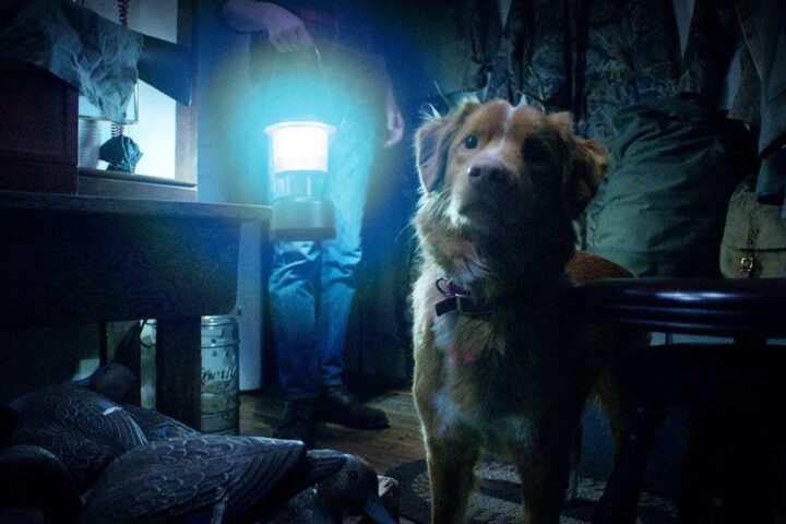 Good Boy